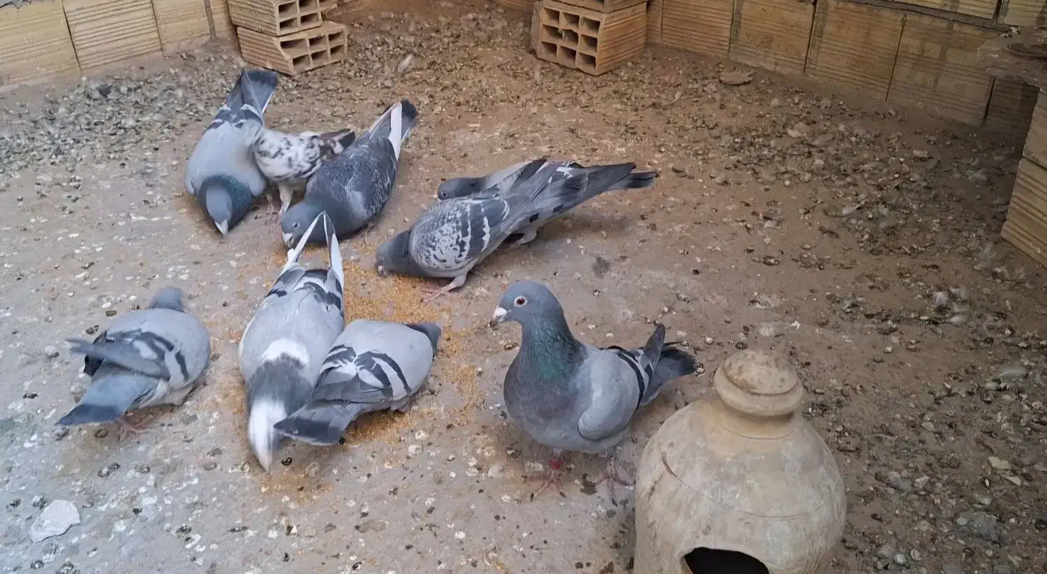 موتور سیکلت وکفتر|موتورسیکلت|یزد, |دیوار