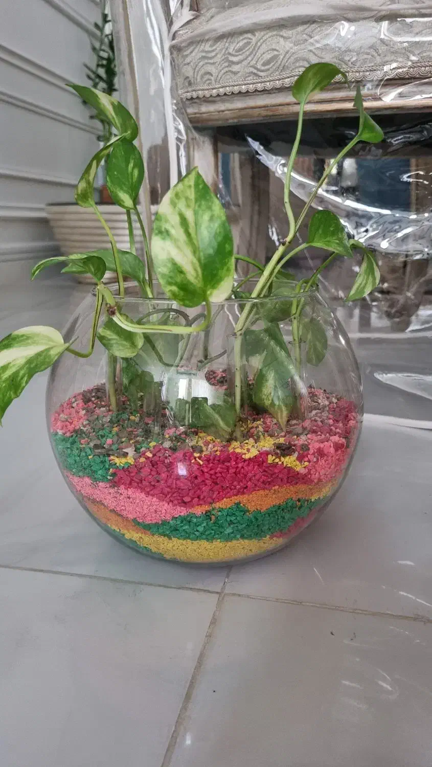 انواع گل ها|گل و گیاه طبیعی|مشهد, هنرستان|دیوار