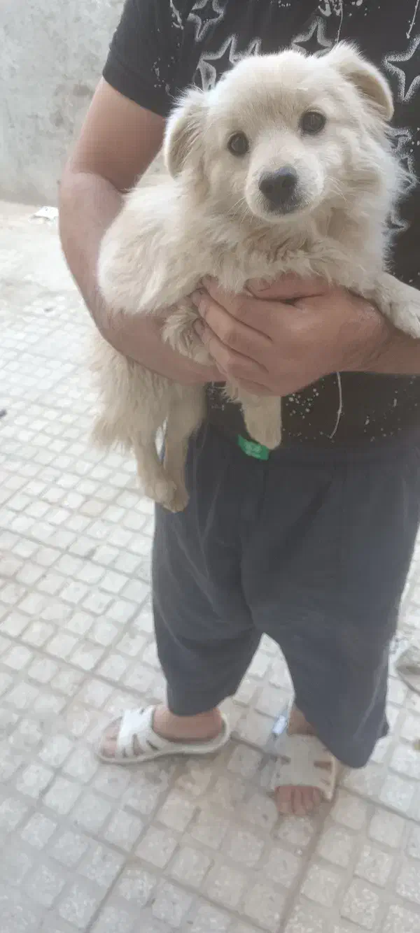 سگ خانگی|سگ|یزد, |دیوار