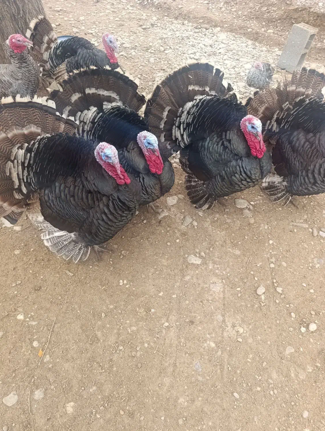 بوقلمون نر صد درصد محلی|حیوانات مزرعه|طسوج, |دیوار