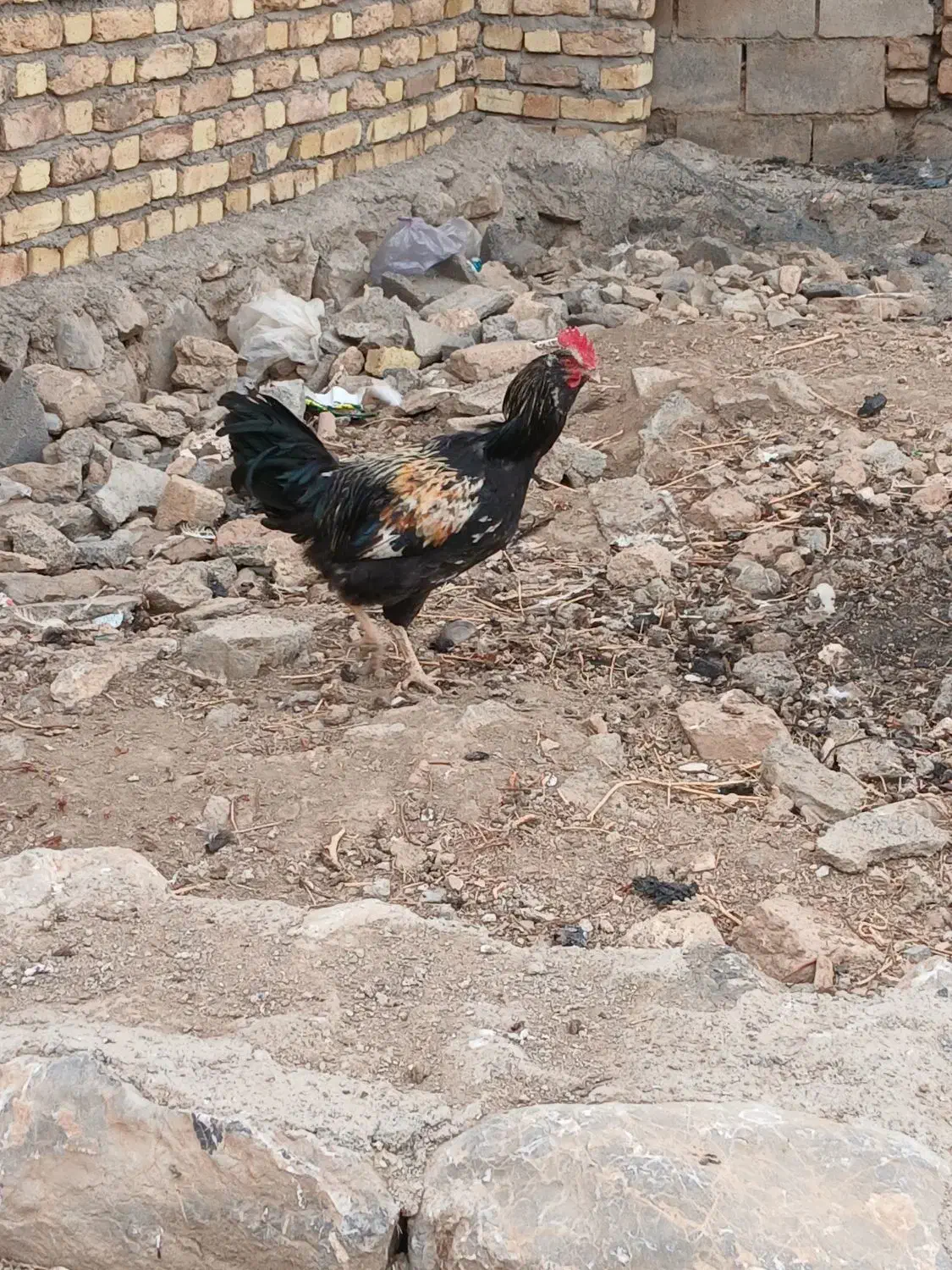 مرغ وخروس|حیوانات مزرعه|سنقر, |دیوار