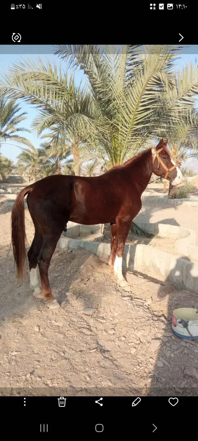 اسب نرییون ۵ساله|اسب و تجهیزات اسب‌سواری|سراوان, |دیوار