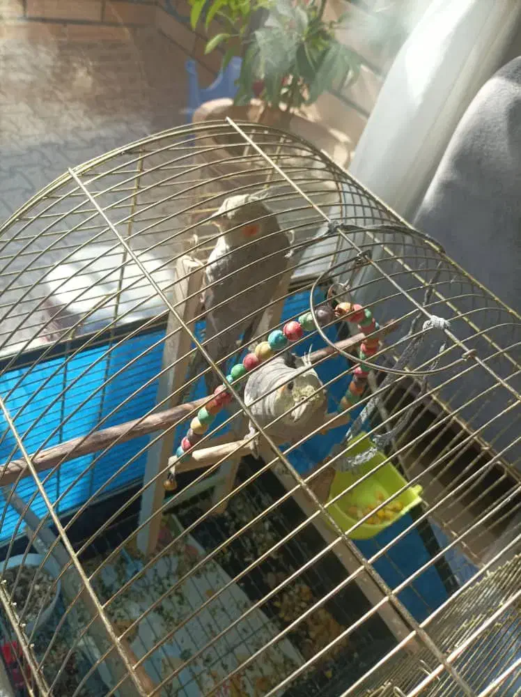 عروس هلندی|پرنده|فولادشهر, C5|دیوار