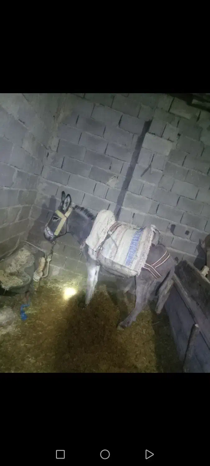 خر نر ۴ساله|حیوانات مزرعه|شیروان (خراسان), |دیوار