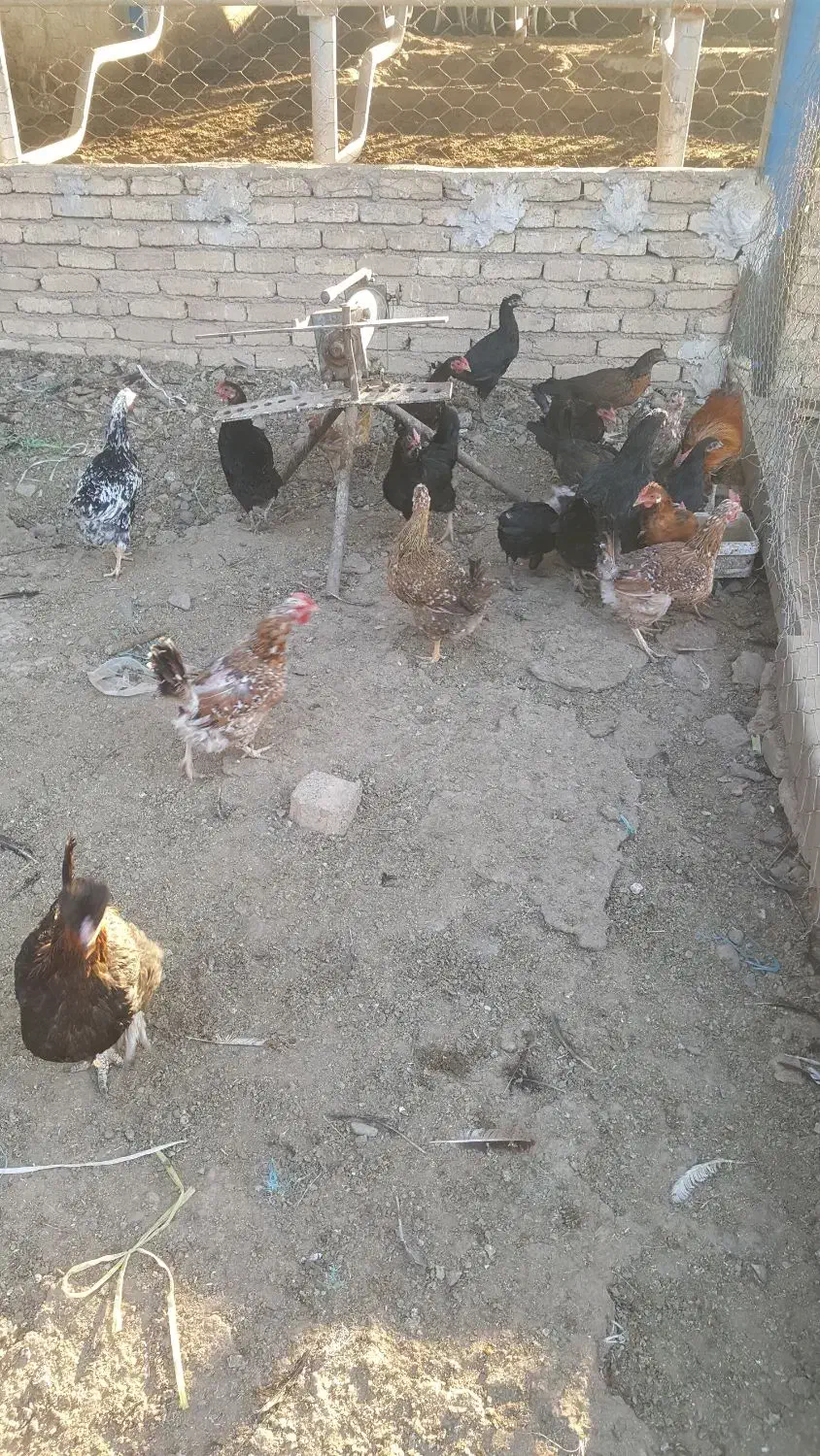 مرغ گلین|حیوانات مزرعه|محمدیه-قزوین, |دیوار