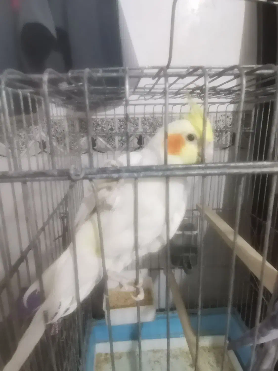 پرنده عروس هلندی سخنگو|پرنده|زرقان, |دیوار