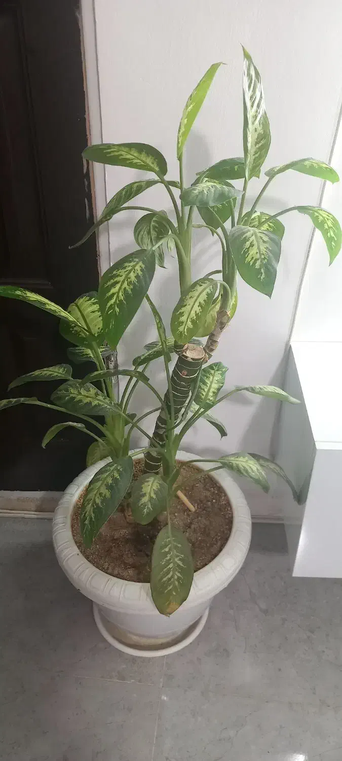 گل های طبیعی و سالم و گلدان خالی|گل و گیاه طبیعی|سنندج, |دیوار