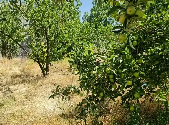 زمین باغ ویلا در دیزج باسمنج هروی|فروش خانه و ویلا|باسمنج, |دیوار