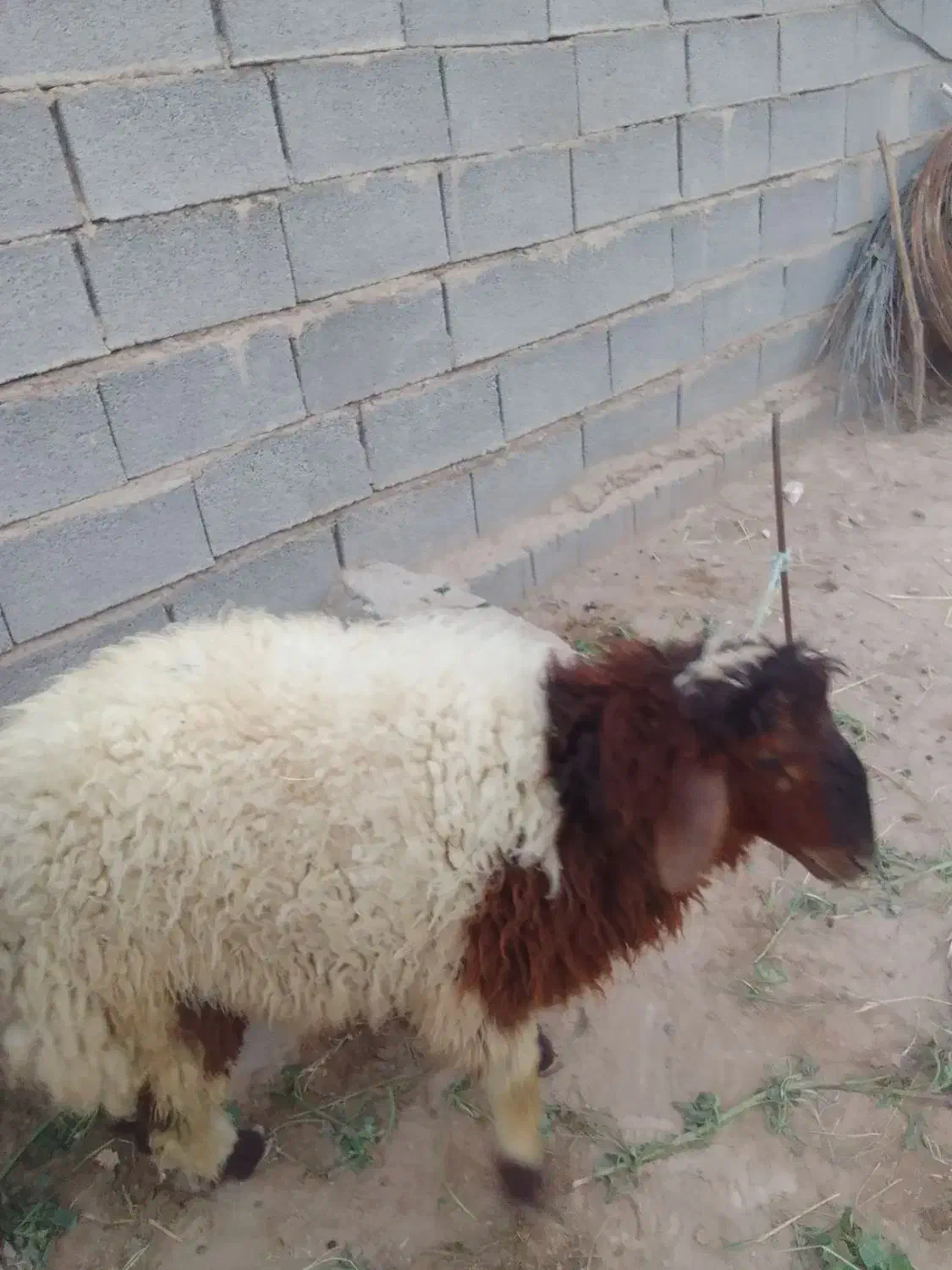 بره نرسالم بزرگ|حیوانات مزرعه|کرخه, |دیوار