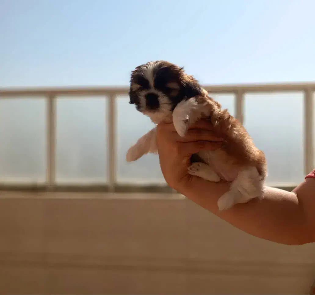 توله شیتزو مالتیز۳ماهه ماده|سگ|فسا, |دیوار