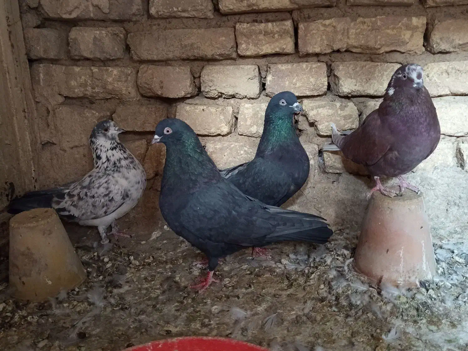 کفتر تهرونی پرشی|پرنده|خمینی‌شهر, |دیوار