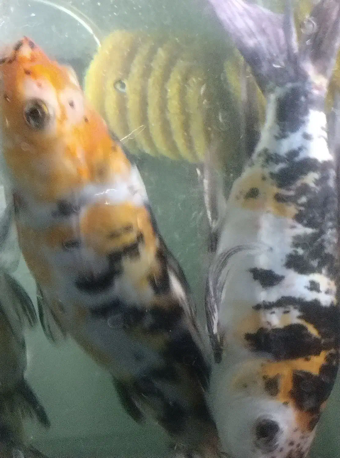 ماهی کوی نژاد دار|ماهی|تهران, ائمه اطهار|دیوار