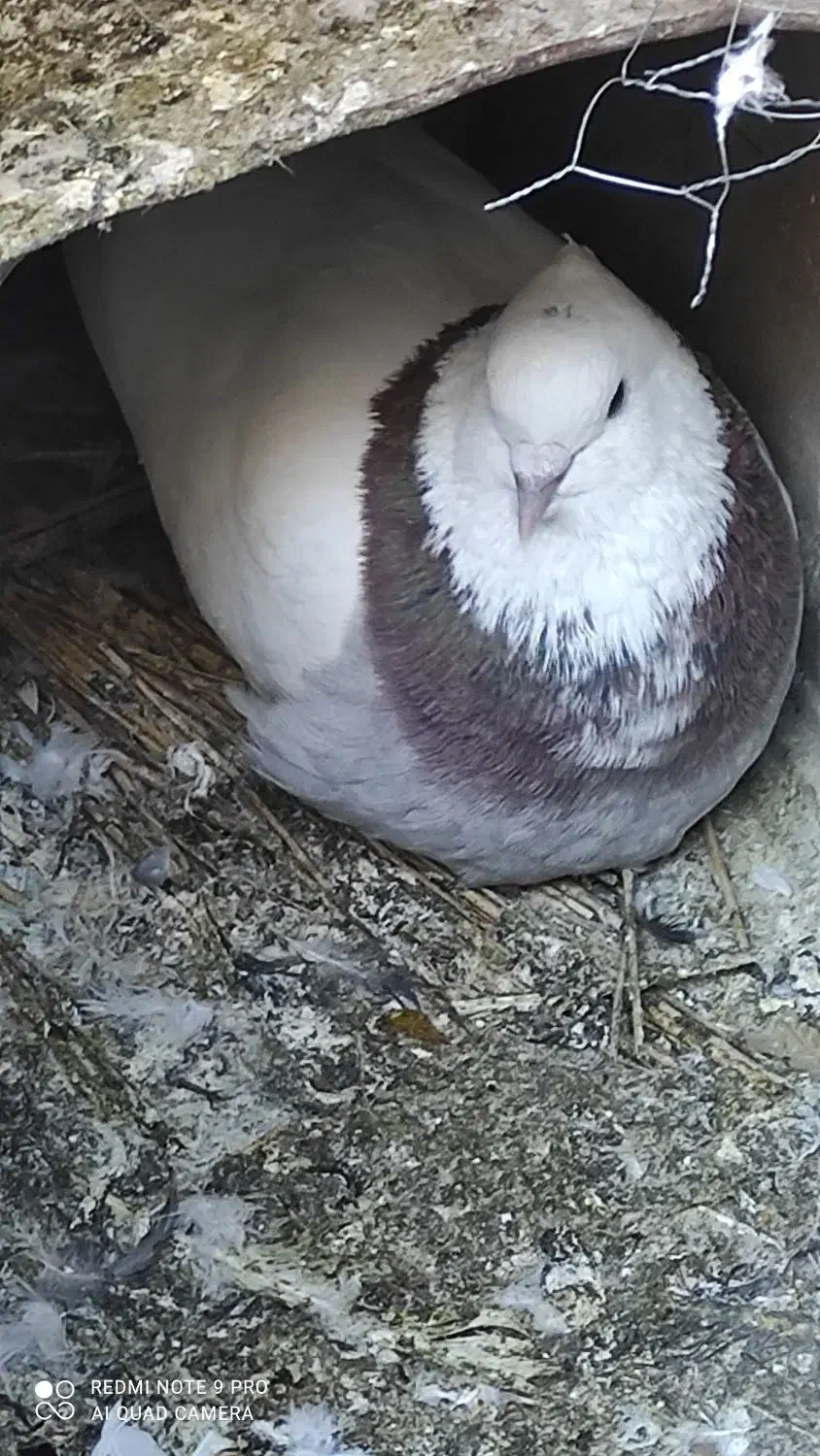 گمشده|حیوانات|یاسوج, |دیوار