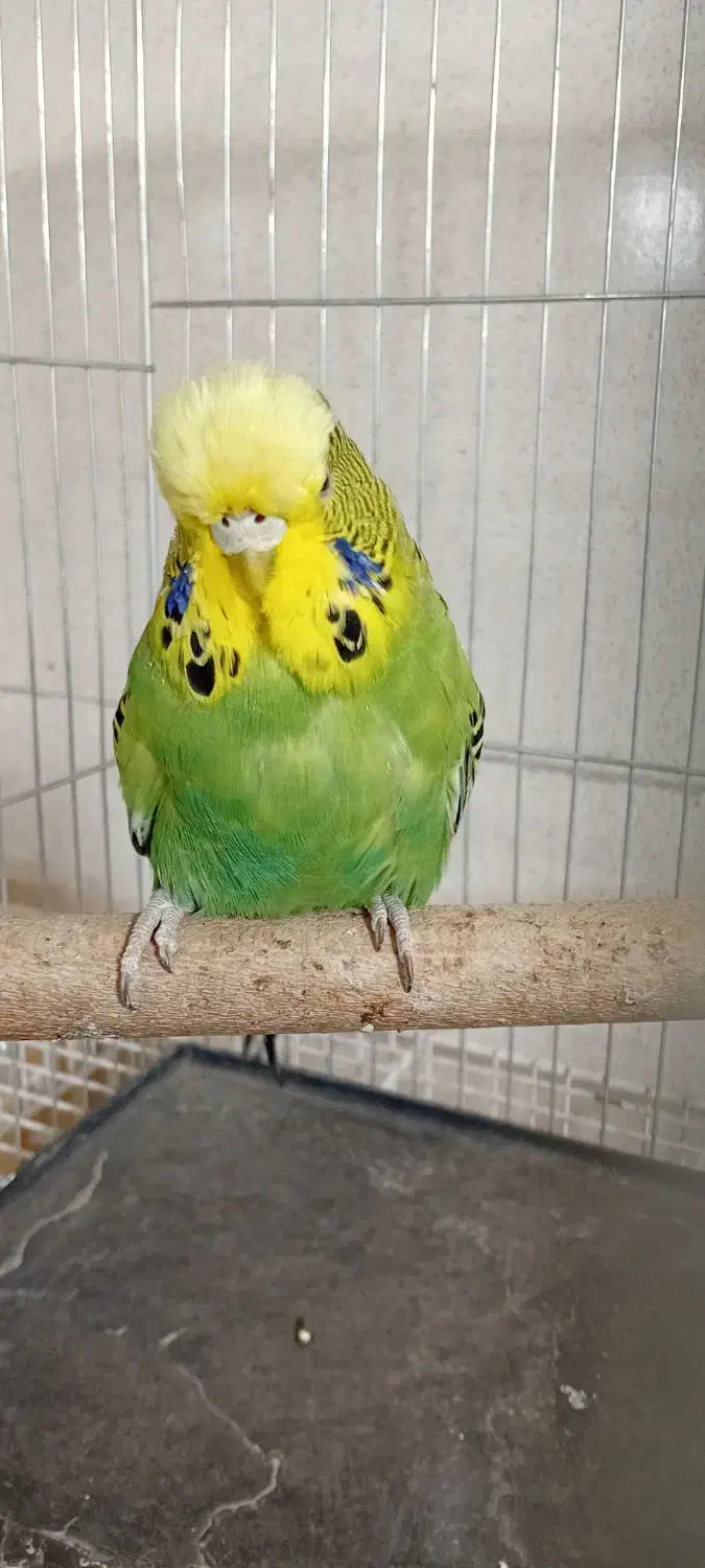 مرغ عشق انگلیسی|پرنده|تهران, مشیریه|دیوار