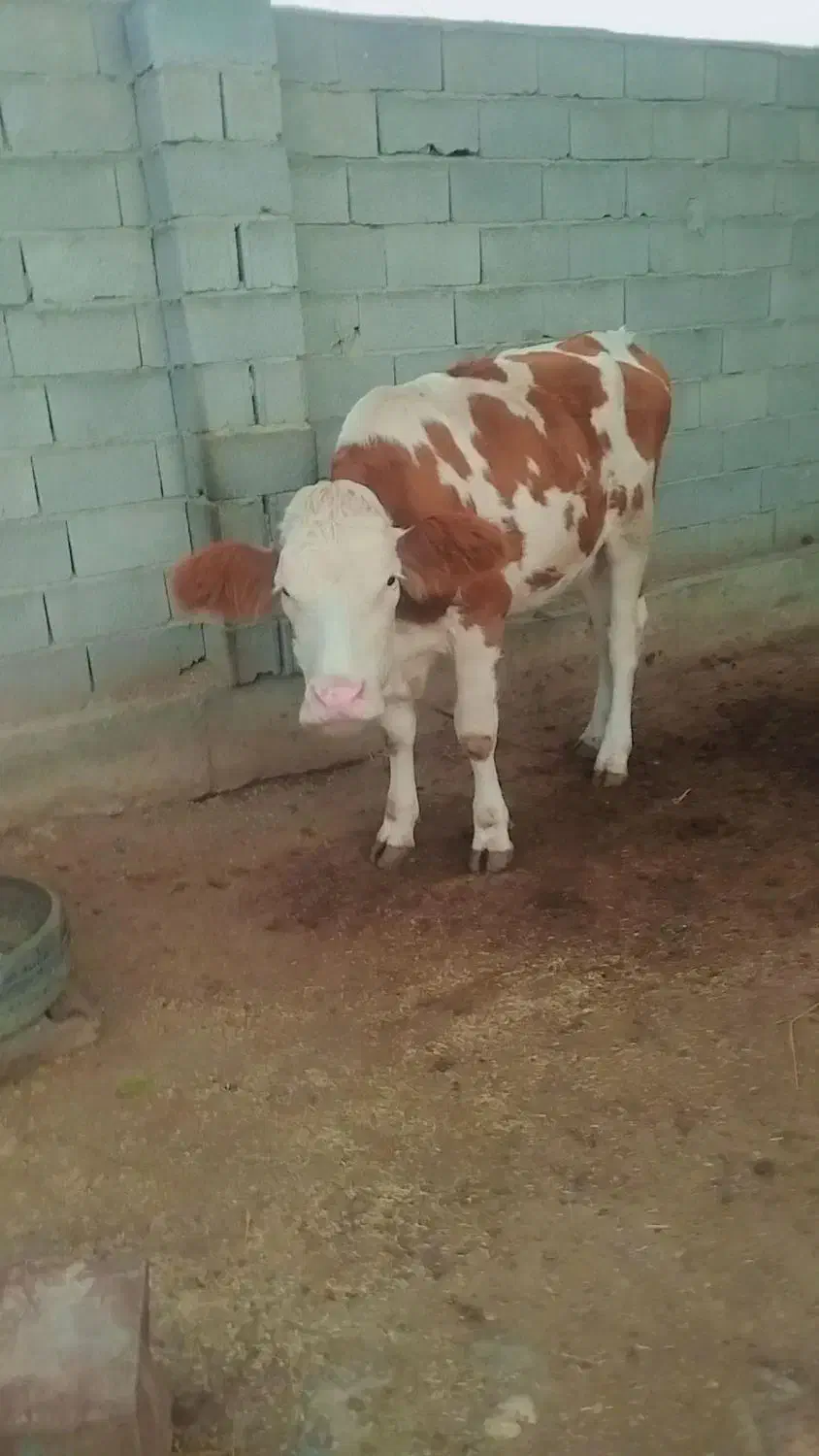 گوساله ماده|حیوانات مزرعه|سیمین شهر, |دیوار