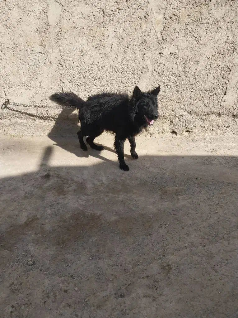 سگ ژرمن بلک|سگ|باقرشهر, |دیوار