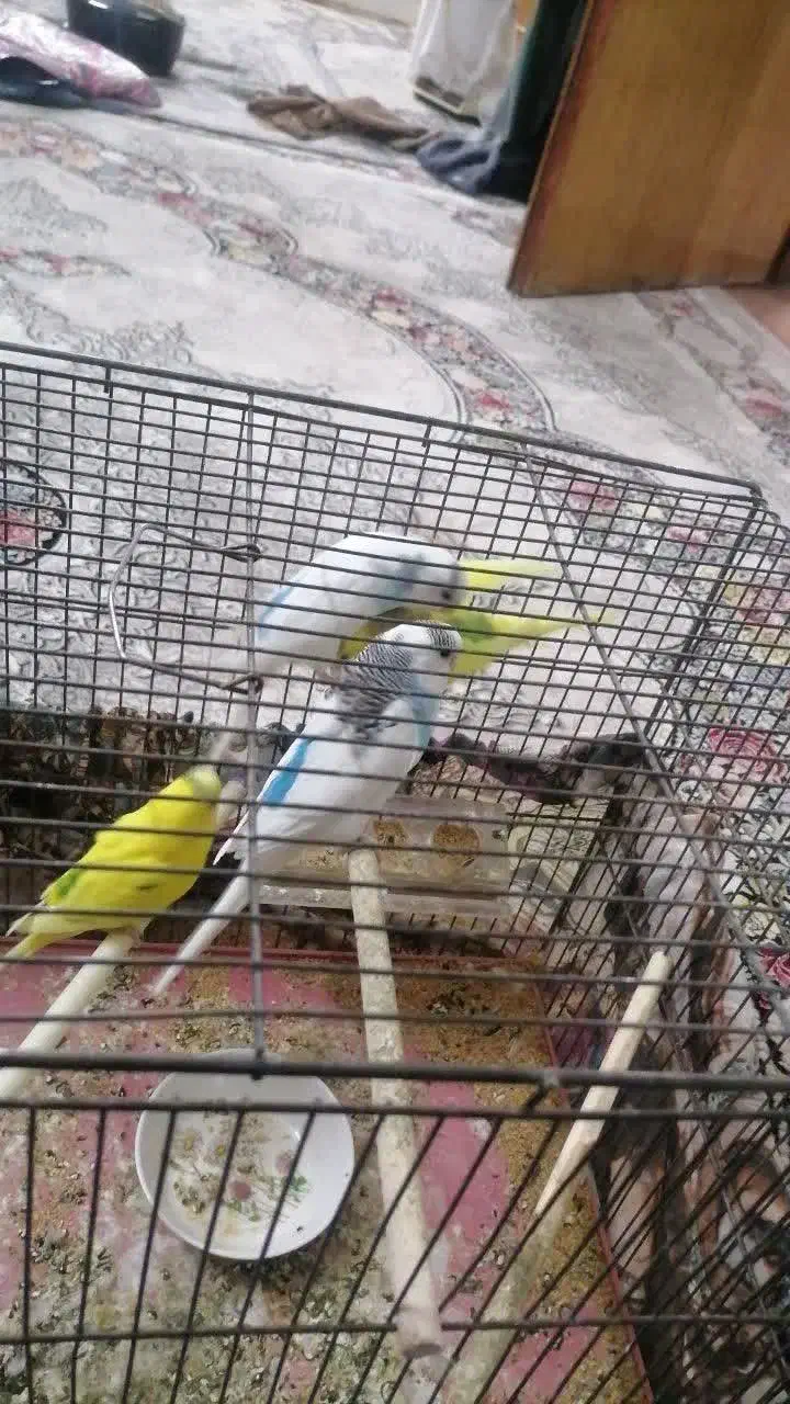 دو جفت مرغ عشق به شرط|پرنده|خمینیشهر, |دیوار