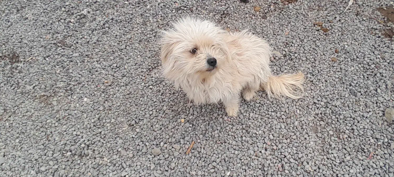 سگ پاکوتاه|سگ|مشگین شهر, |دیوار