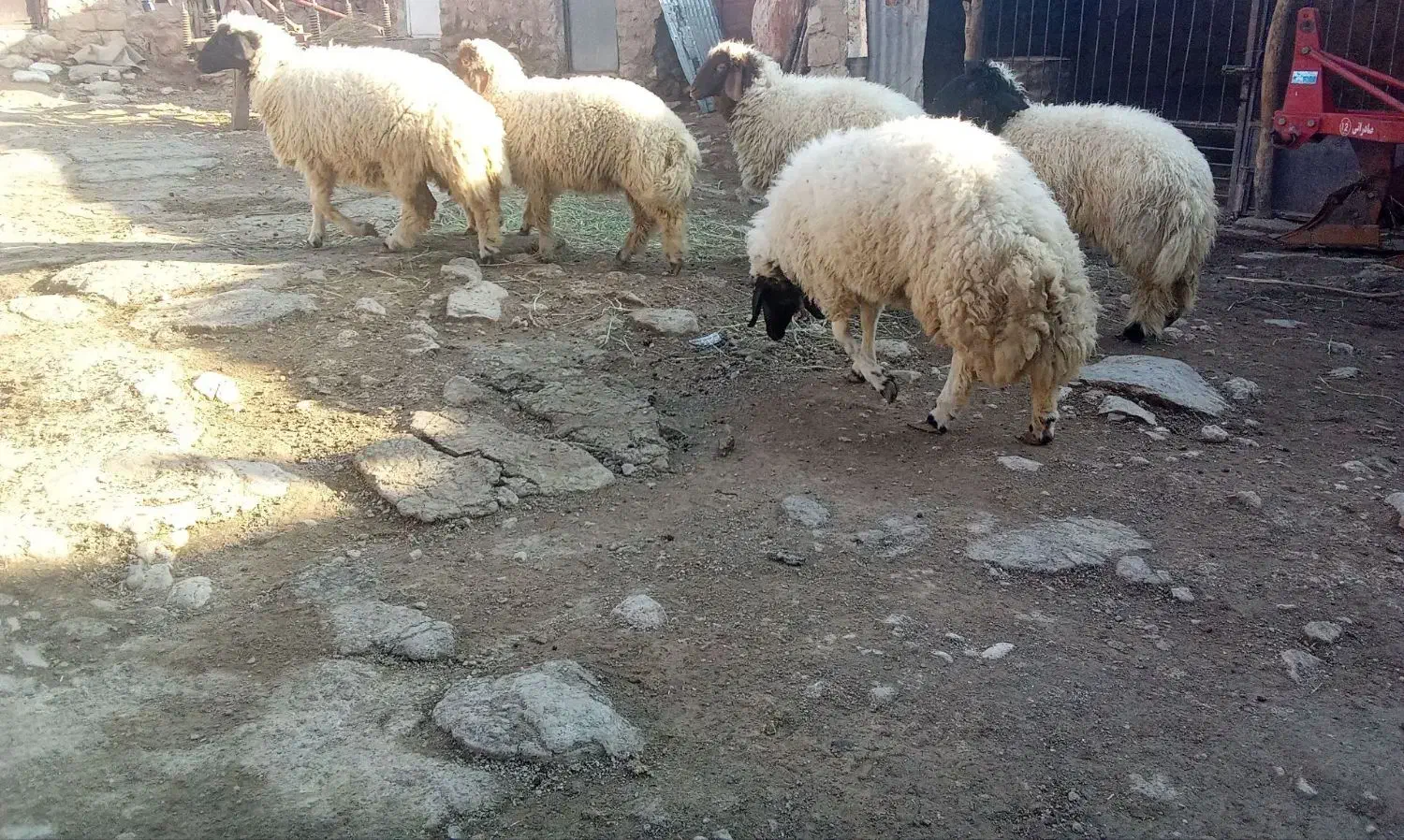 بره پروار|حیوانات مزرعه|کارزان, |دیوار