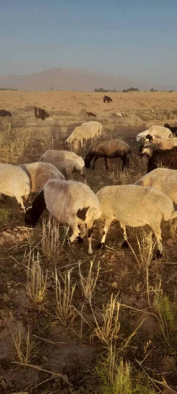 ۱۹راس‌میش|حیوانات مزرعه|سروستان, |دیوار