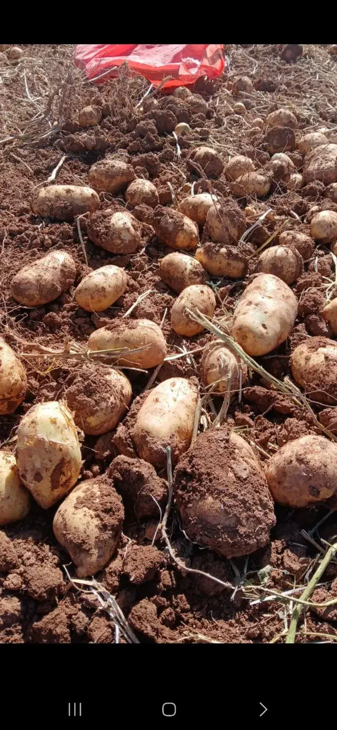 فروش ۲۰ تن سیب جلی بذر جدید حتی برا خوراک|خوردنی و آشامیدنی|داران, |دیوار