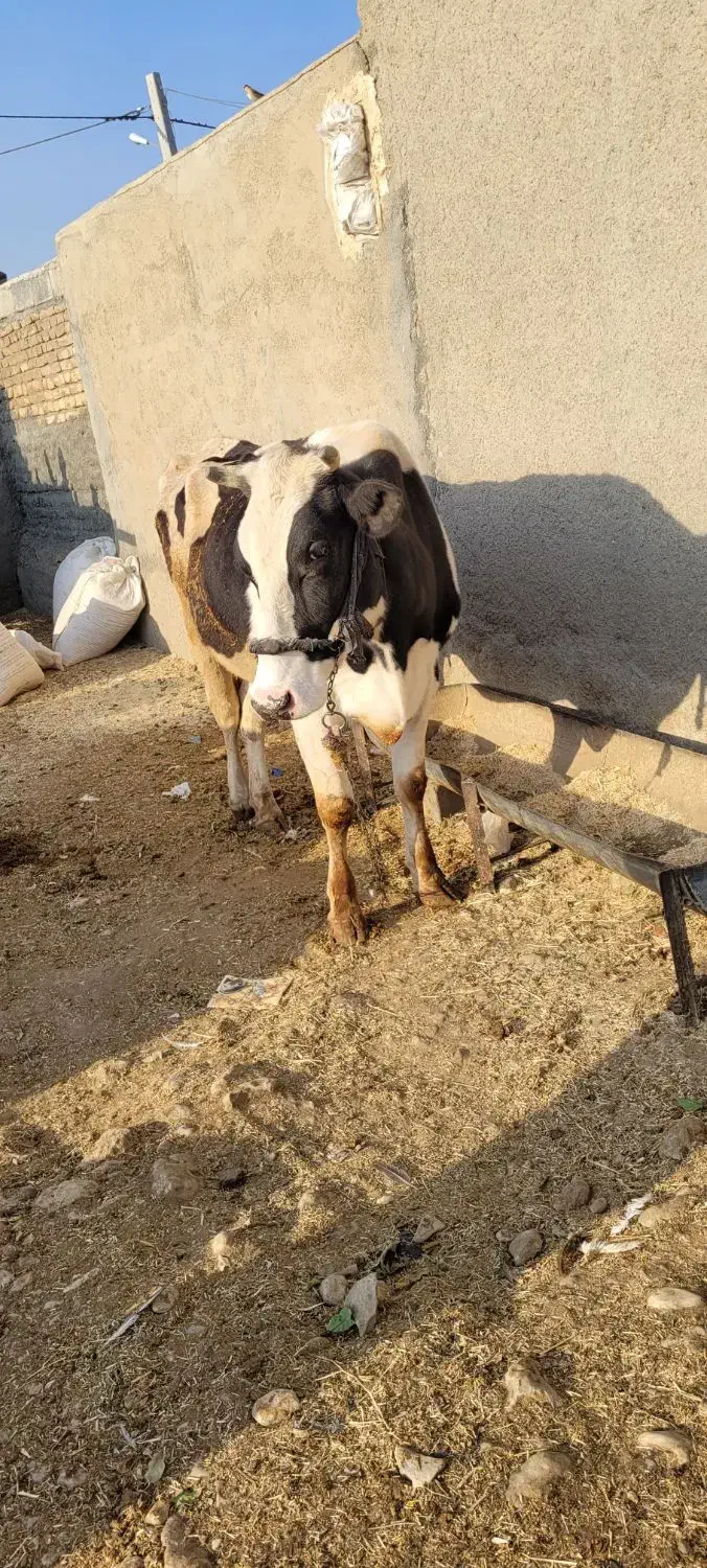گاو کراده|حیوانات مزرعه|کوزران, |دیوار