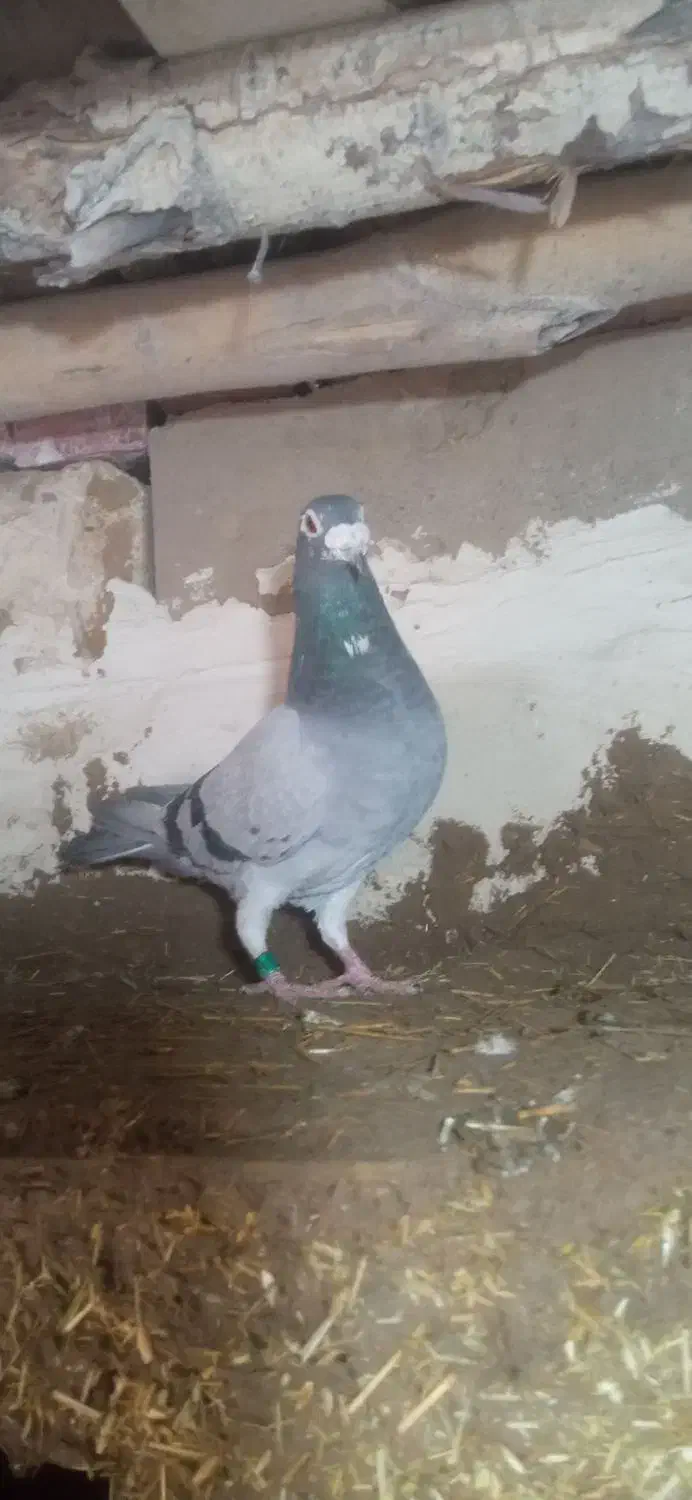 مسافتی نر و ماده|پرنده|فیروزآباد (آذربایجان), |دیوار