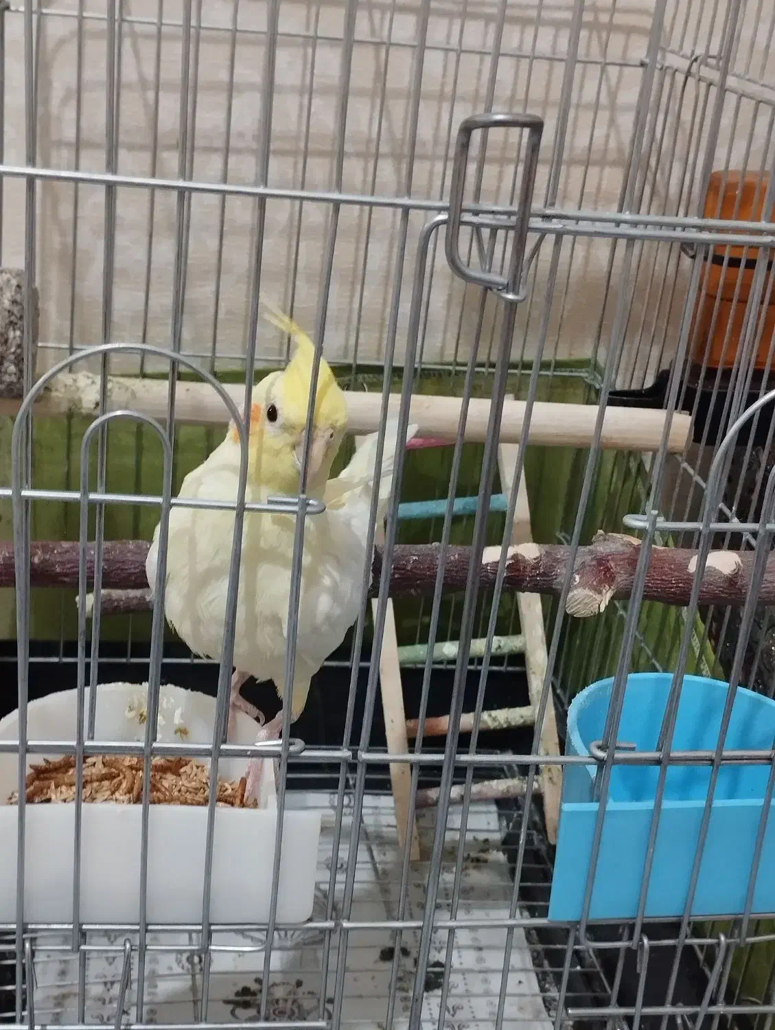 عروس هلندی نر لوتینو|پرنده|بومهن, |دیوار