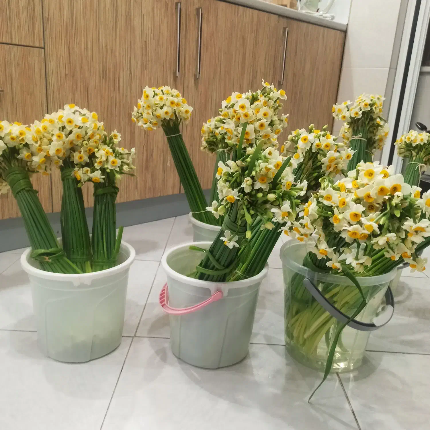 گل نرگس طبیعی از کوه های بلند خوزستان  14|گل و گیاه طبیعی|بیرجند, |دیوار