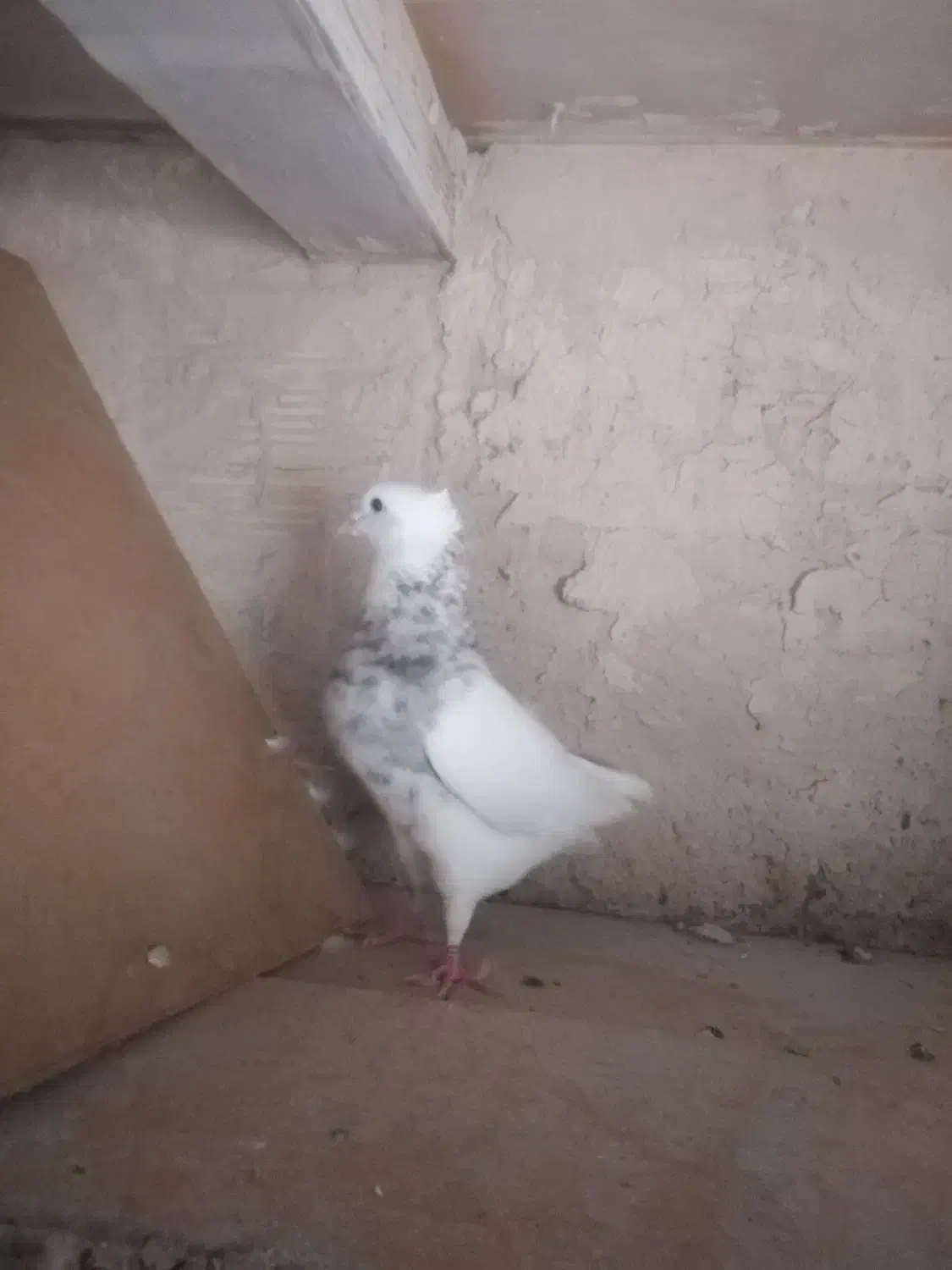 نر طوقی|پرنده|قم, یزدانشهر|دیوار