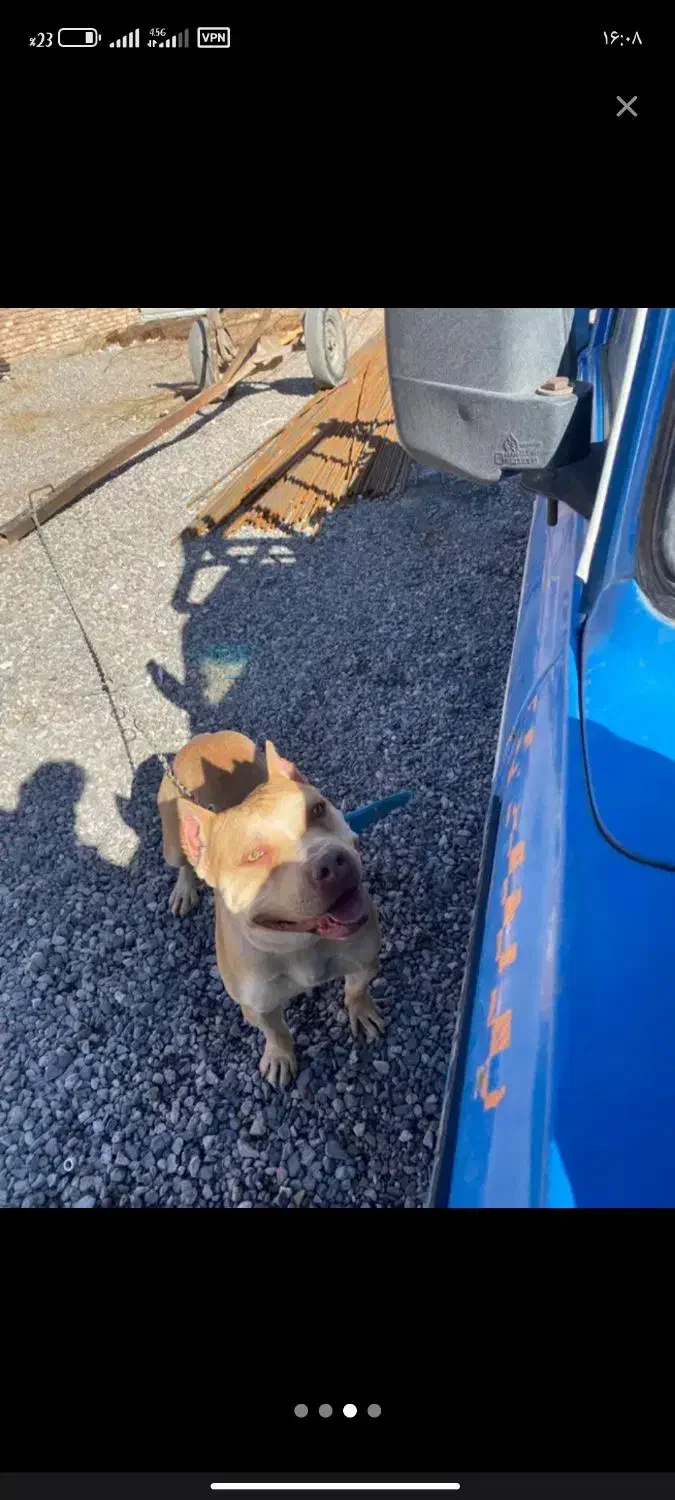 سگ اصیل|سگ|کرمان, |دیوار