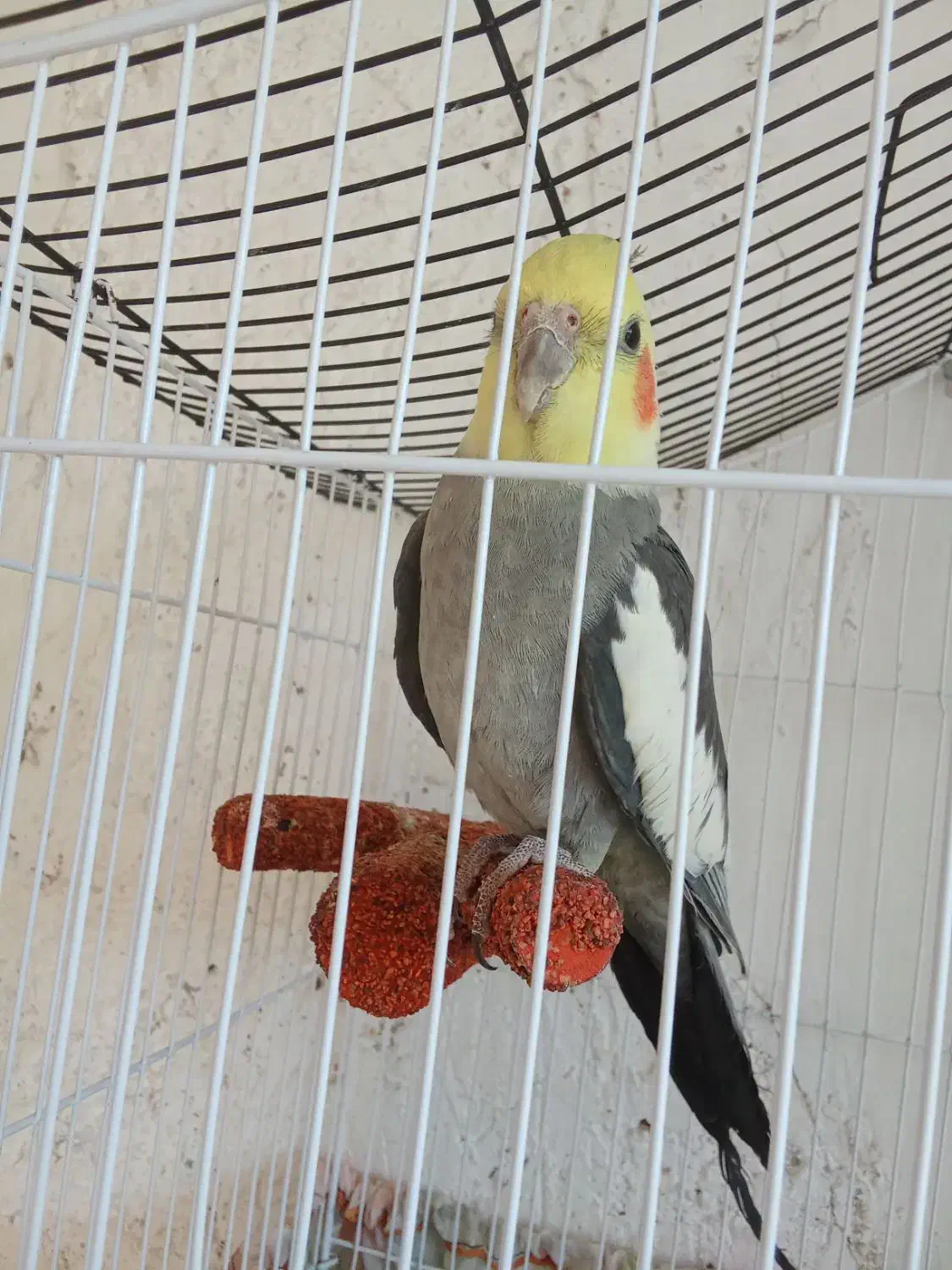 پرنده|پرنده|نی‌ریز, |دیوار