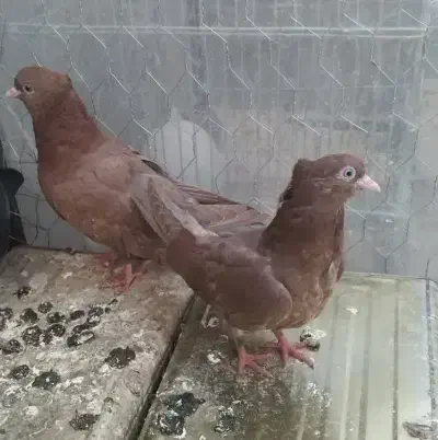 کفتر سرخ|پرنده|بافق, |دیوار