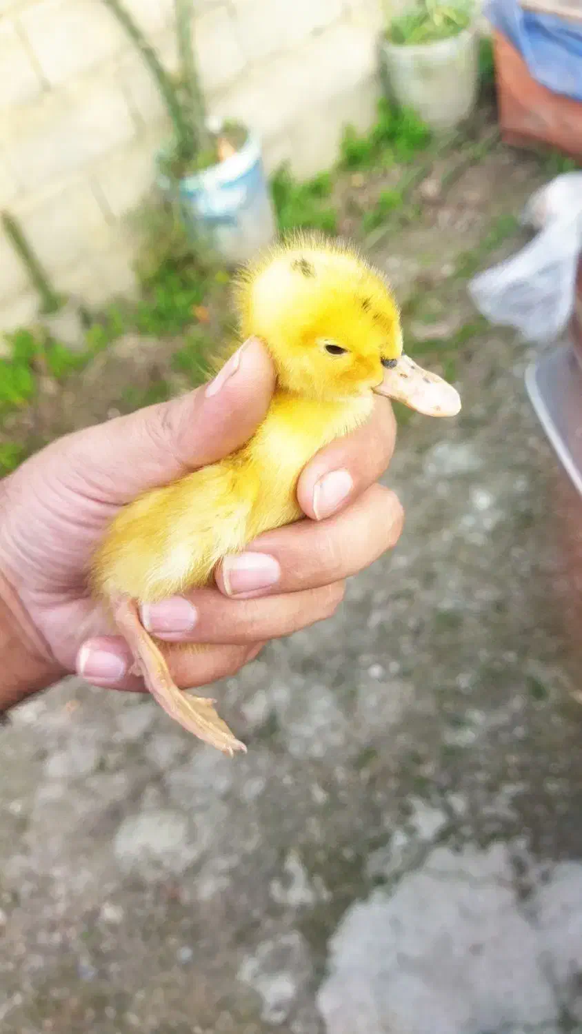 اردک پکنی زیبا یک هفته ای|حیوانات مزرعه|رشت, چله خانه|دیوار