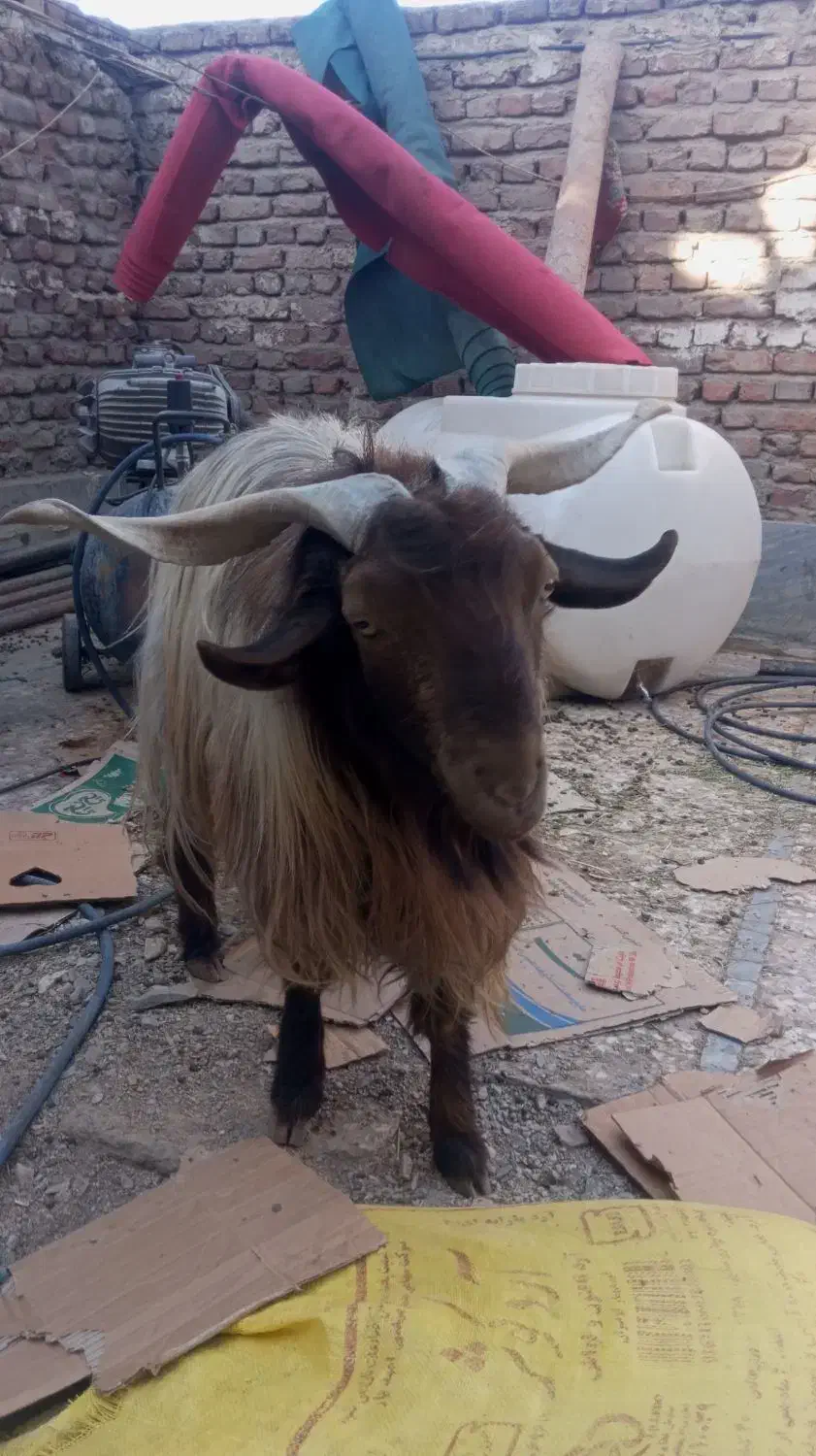 پاچن بز نر|حیوانات مزرعه|لادیز, |دیوار