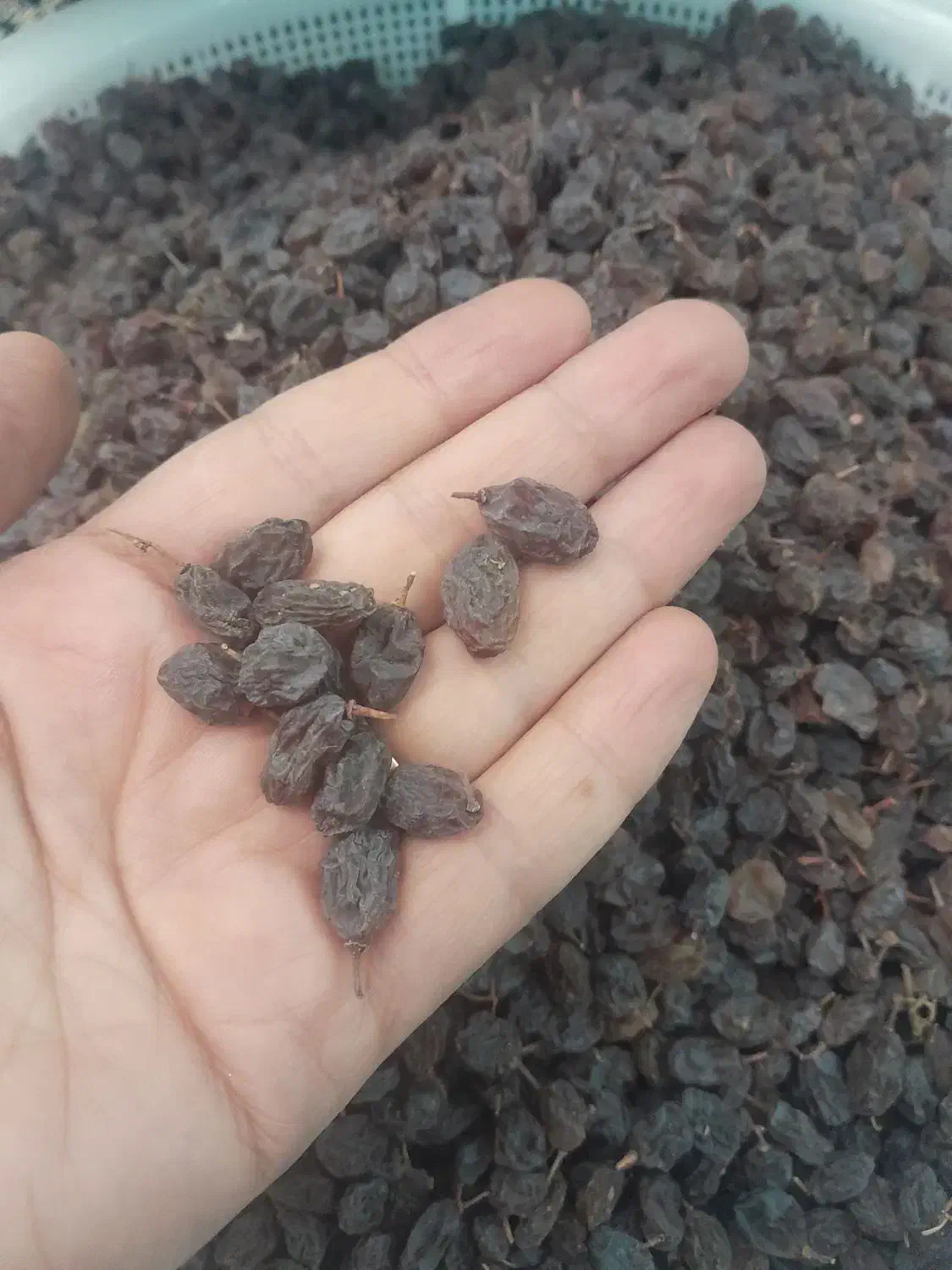 کشمش بیدانه|خوردنی و آشامیدنی|ساوه, |دیوار