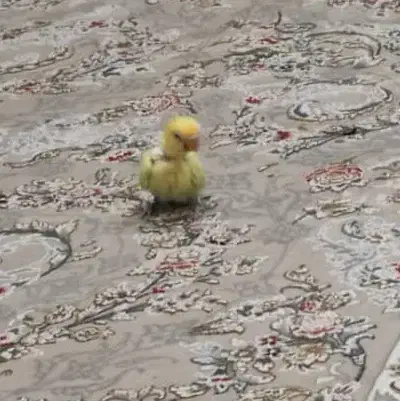 طوطی برزیلی پاربلو سرلاکی|پرنده|صدرا-فارس, فاز ۱|دیوار