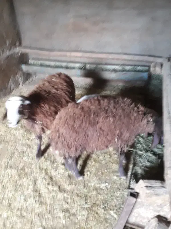 بره ماده|حیوانات مزرعه|سیلاخور, |دیوار