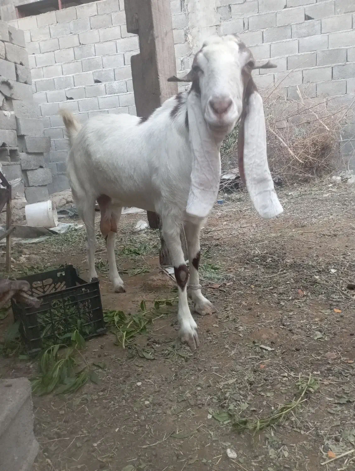 بزه|حیوانات مزرعه|بندر دیر, |دیوار