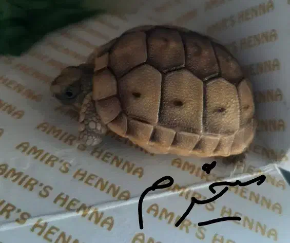 دستبند زیبا|بدلیجات|بافت, |دیوار