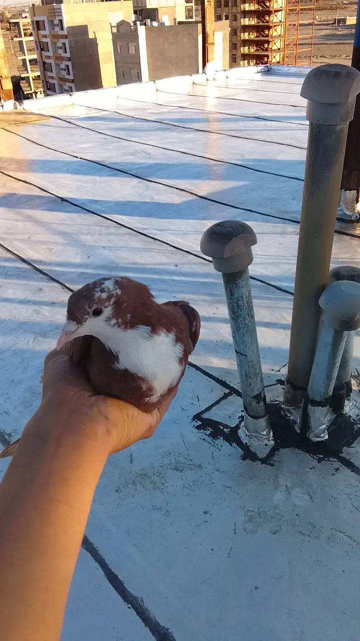 کفتر ریش|پرنده|بیرجند, |دیوار