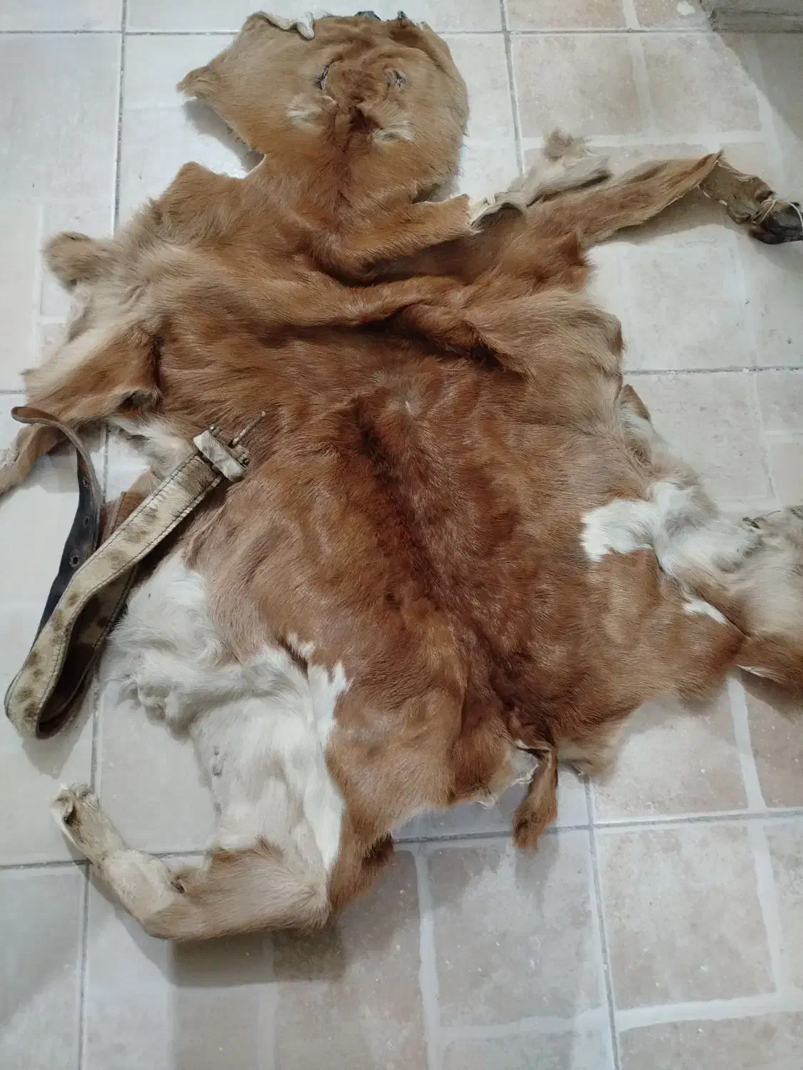 پوست بز قدیمی ب همراه کمربند|کلکسیون اشیاء عتیقه|همدان, |دیوار