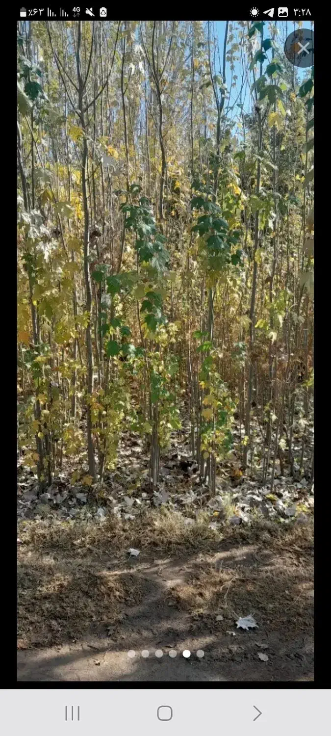 ریشه گره گواخ|گل و گیاه طبیعی|بکتاش, |دیوار