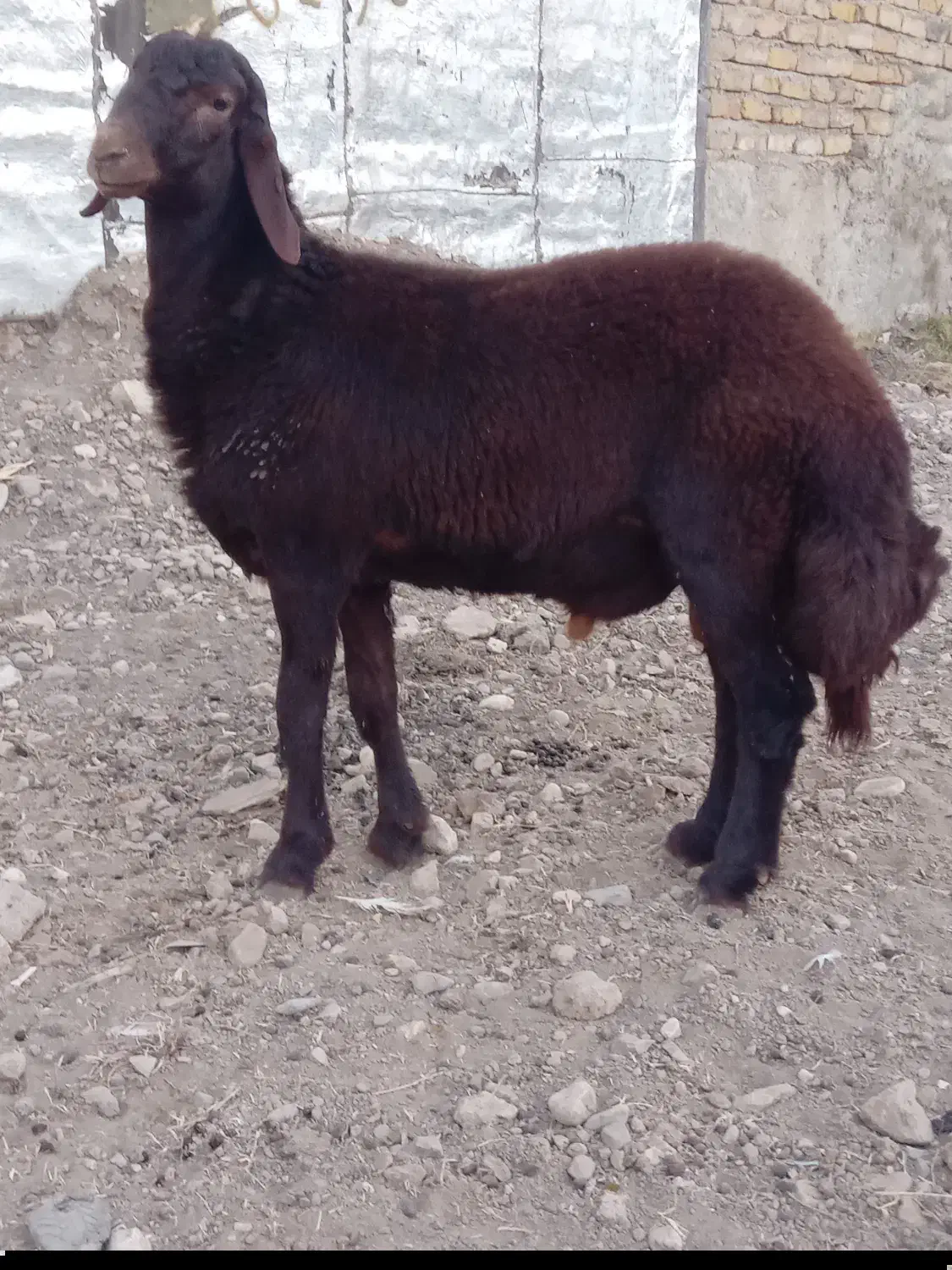 بره قوچی سرخ درجه یک|حیوانات مزرعه|گالیکش, |دیوار