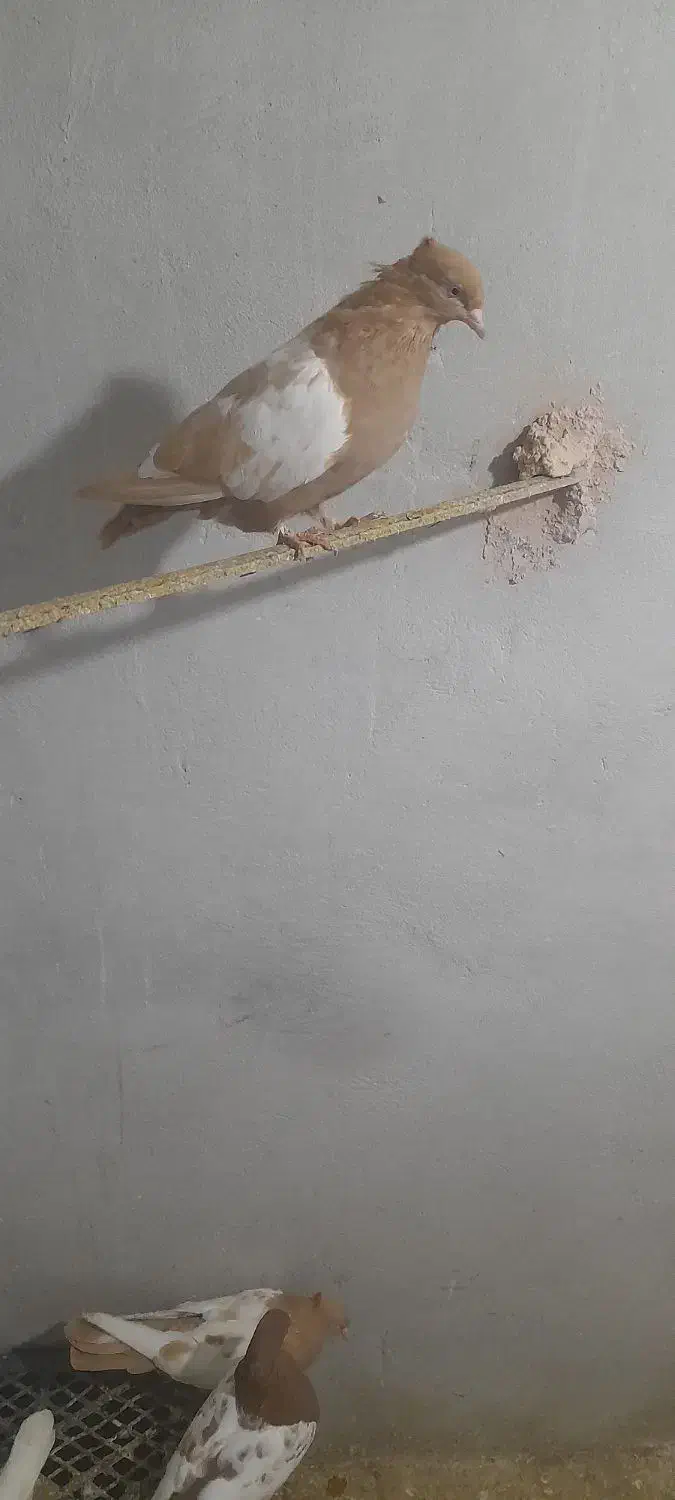 سنیه|پرنده|سبزوار, باهنر|دیوار