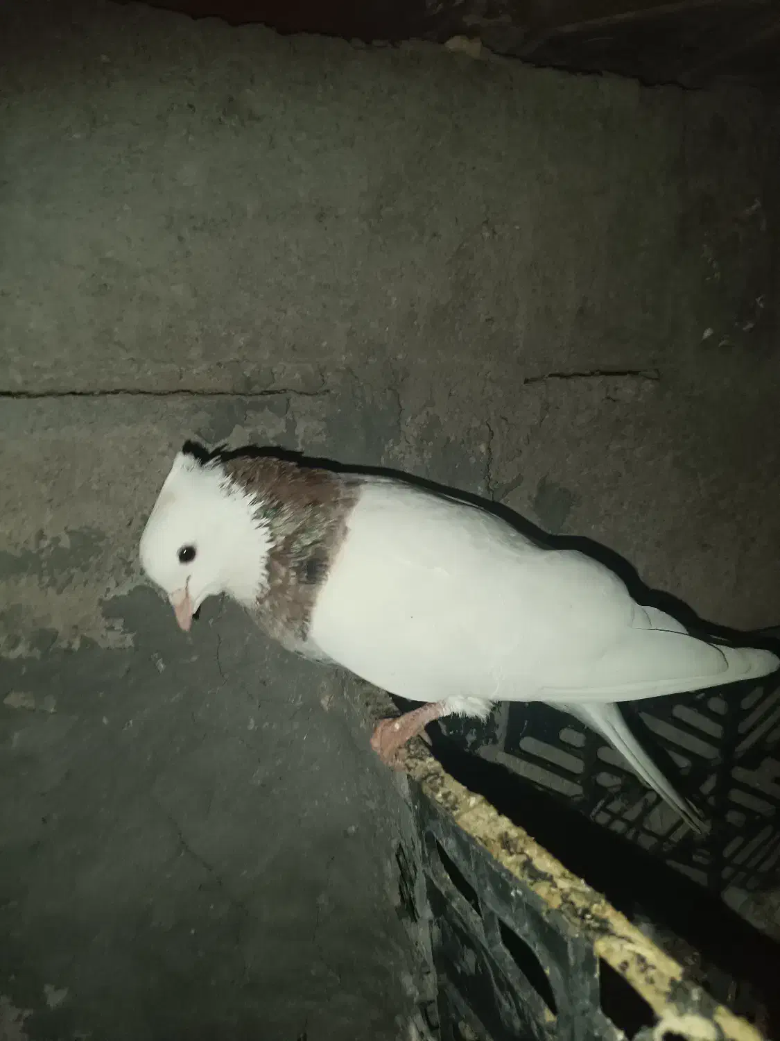 کبوتر|پرنده|میاندوآب, |دیوار