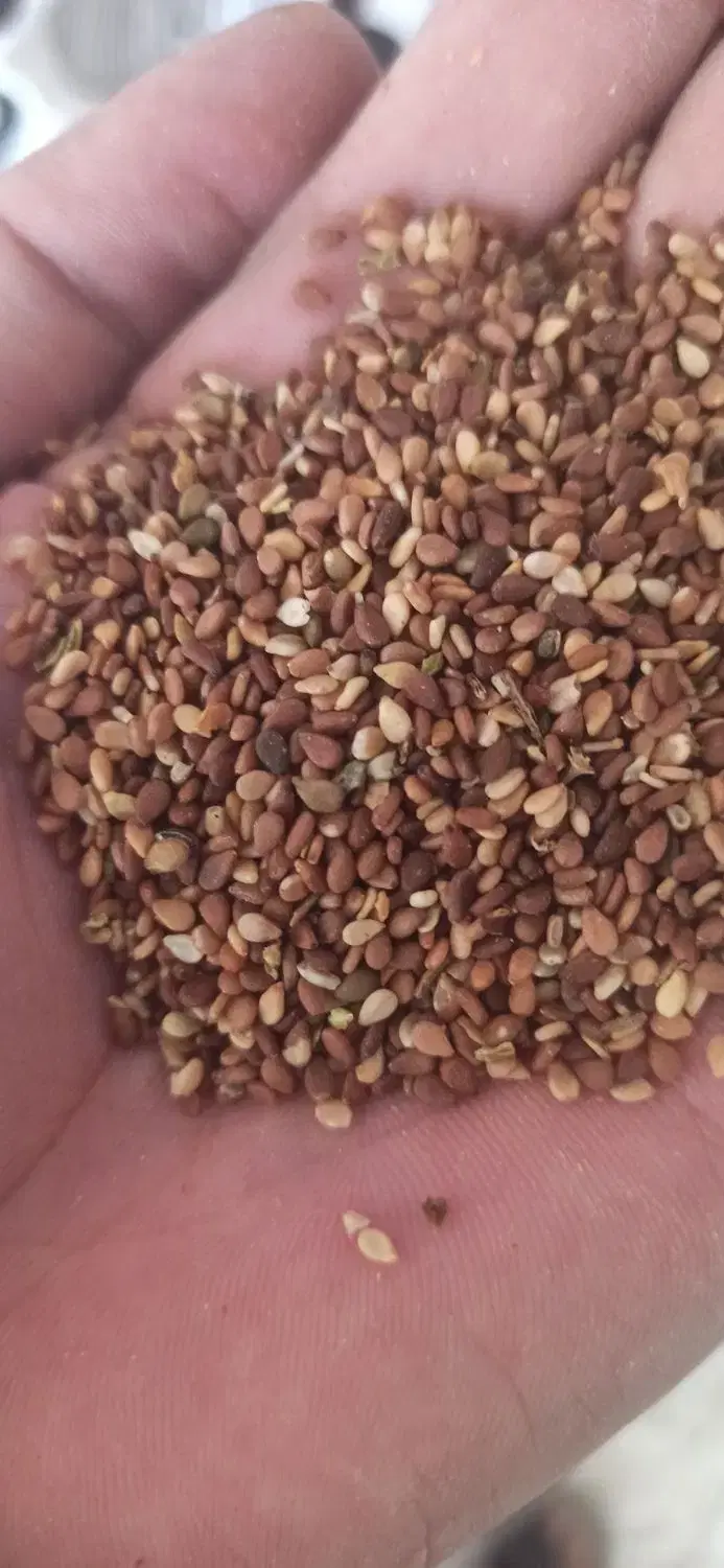 کنجد|خوردنی و آشامیدنی|ورزنه, |دیوار