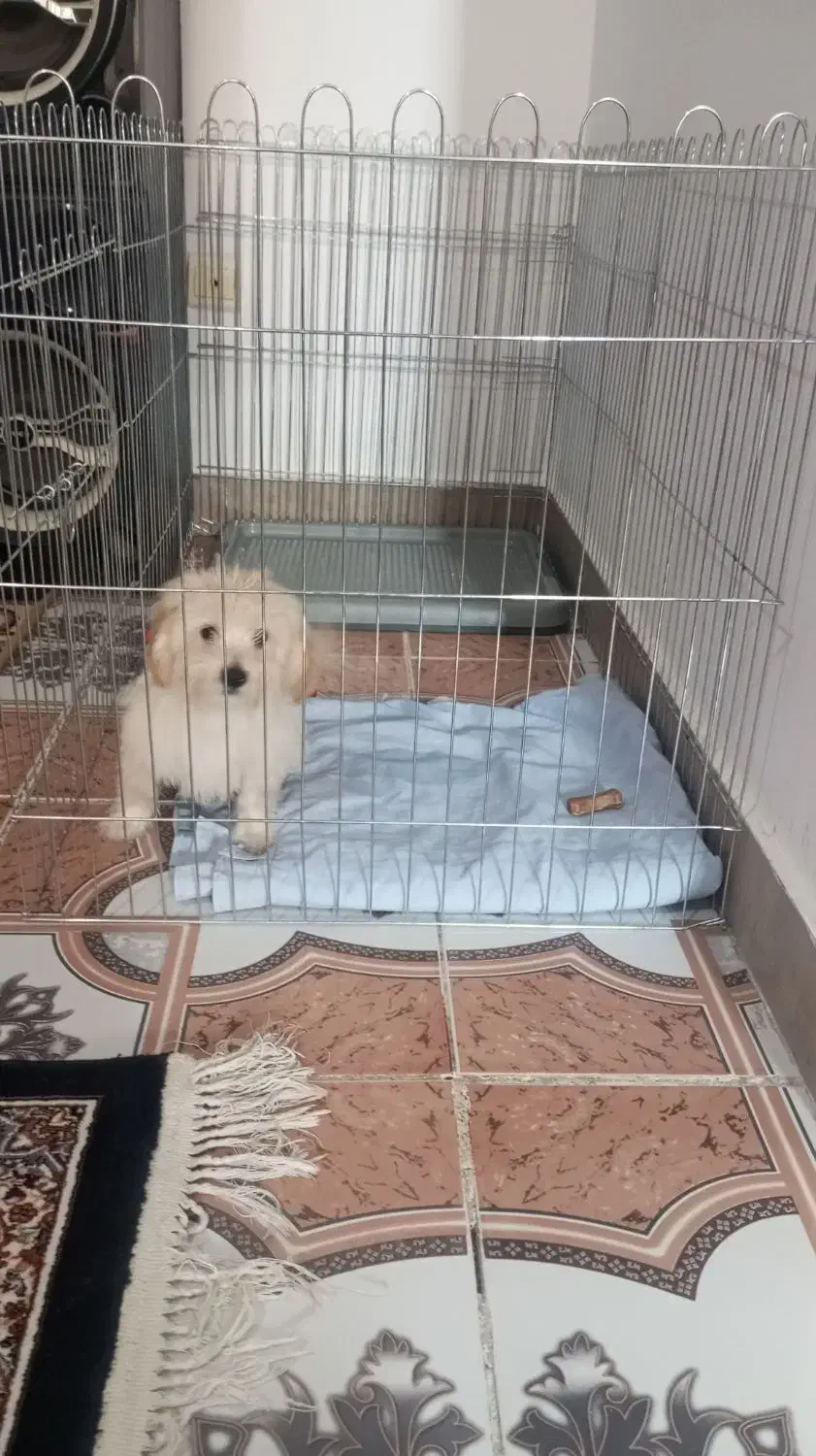 سگ مینیاتوری پودل مالتیز|سگ|فردوسیه, |دیوار