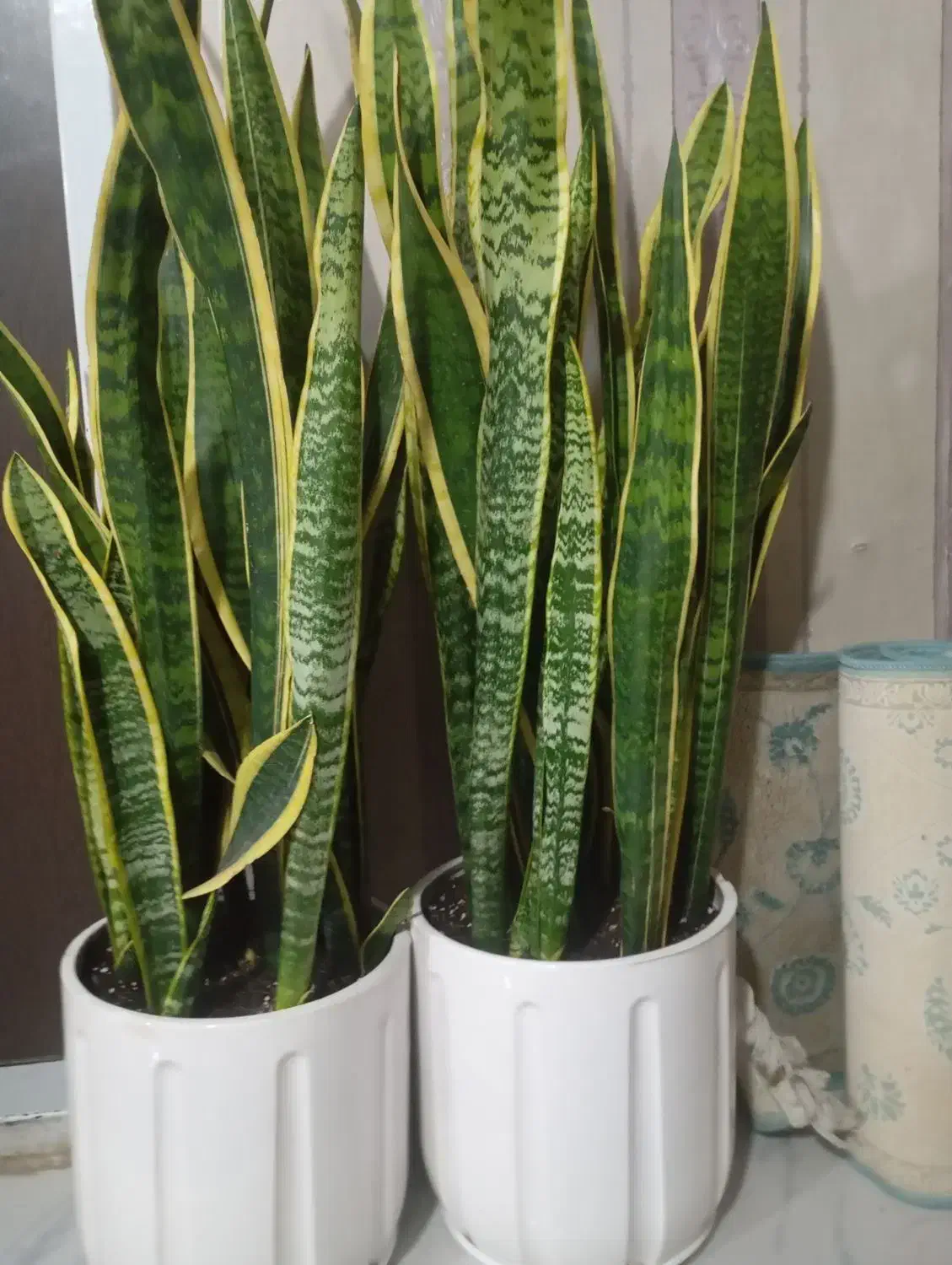 گل گیاه|گل و گیاه طبیعی|ری, ملکآباد|دیوار