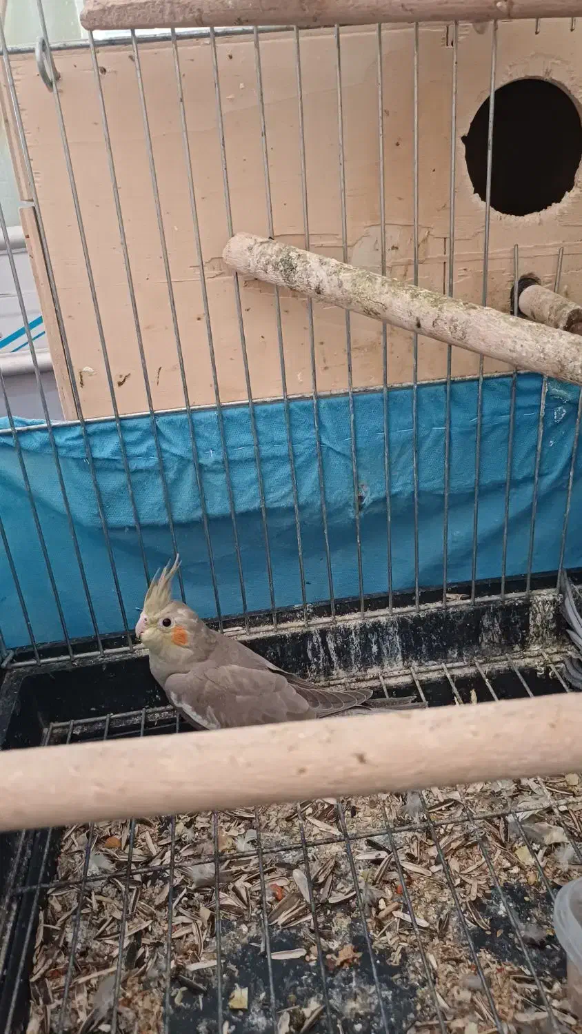 عروس هلندی|پرنده|قصرشیرین, |دیوار